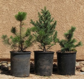 3 potted trees ready for planting